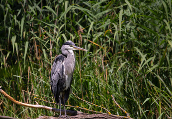 Heron grey Ardea cinerea in natural environment at Csepel island, Hungary