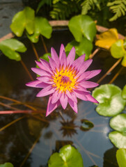 A single purple flower is in a pond