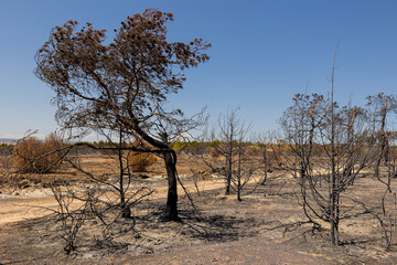 The effects of forest fires due to global warming and climate change. Burned landscape and scorched...