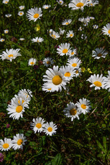 Fototapeta premium Wild daisy (Bellis perennis) during summer in Wisconsin