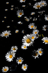 Wild daisy (Bellis perennis) during summer in Wisconsin with black background © mtatman
