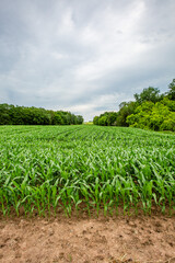 Wisconsin cornfield in early summer