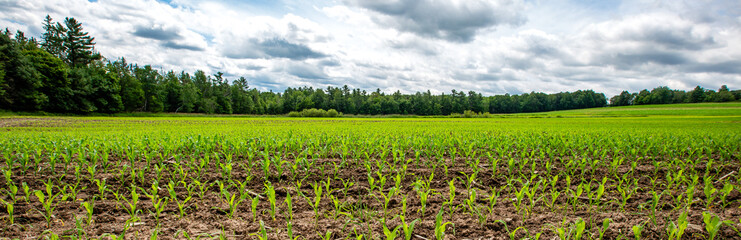 Wisconsin cornfield in early summer