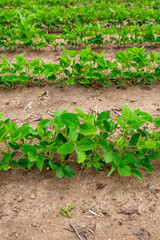 Wisconsin soybean field in early summer