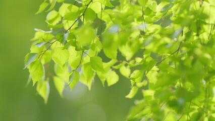 Obraz premium Green birch leaf waving in the wind on a blurry background during the day in sunny weather. Static view.
