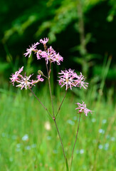 Close up  pink wildflowers in a green summer meadow.
 Silene flos-cuculi (syn. Lychnis flos-cuculi), commonly called ragged-robin.