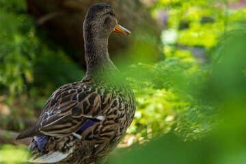 duck in the grass