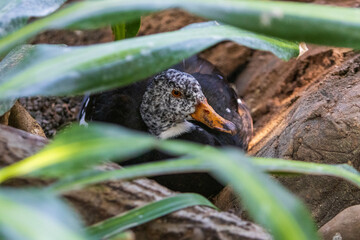 mother duck on eggs