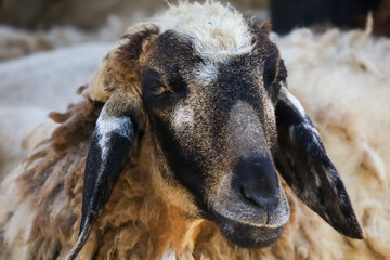 Naklejka premium Close up the baby brown Sheep is rest