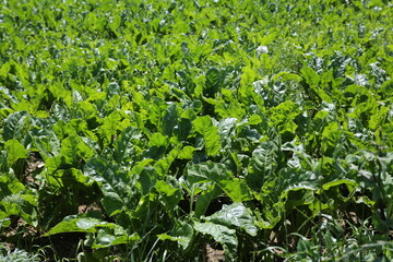 Champ de betteraves sucri&egrave;re