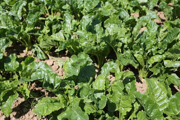 Champ de betteraves sucrière