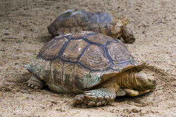 Sulcata tortoise in the garden at thailand