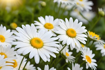 White Chamomile Chrysanthemum flowers closeup