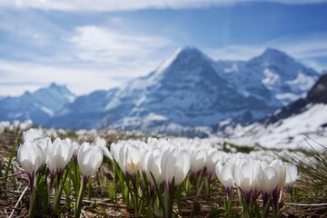 Obraz premium Alpine flower in Switzerland region Jungfrau 