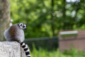 ring tailed lemur