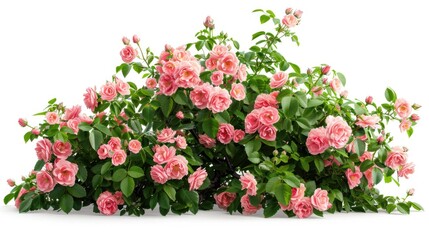 Set of beautiful pink roses with lush green leaves, cut out