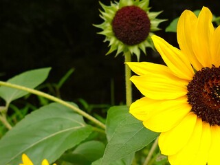 beautiful sunflowers in the garden