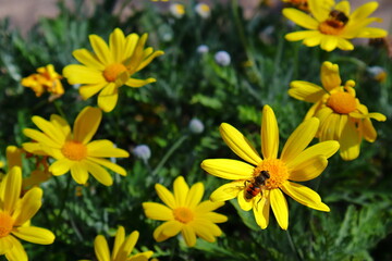 yellow flowers in the garden