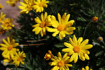 yellow flowers in the garden