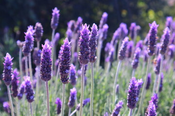Obraz premium lavender field in region