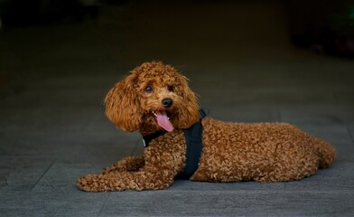 Cute dog breeding Poodle 