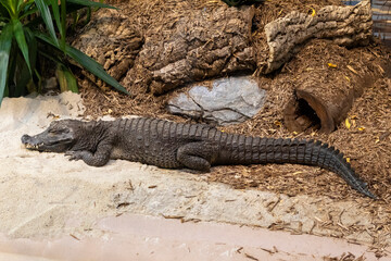 alligator in the swamp