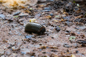 Pill millipede has a fat appearance. When startled, it curls up into a ball like a bullet and lives in wet places or rainforests. Eat rotting plant scraps as food.