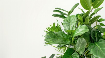 Green houseplants on white background with copy space for text