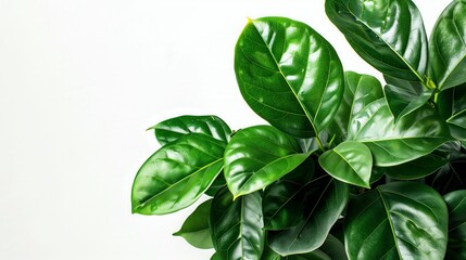 Obraz premium Lush green foliage on white background, reflecting the beauty of the tropics, copy space