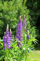 Obraz premium purple lupine, blooming flower, purple flower in the meadow, spring flowering 