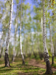 Fototapeta premium Birch Grove on Sunny Day. Lush greens, blurred tall trees. Nature background texture. Blurred image of birch forest in spring