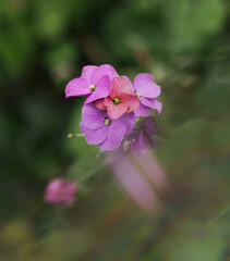 Obraz premium close up of pink flowers