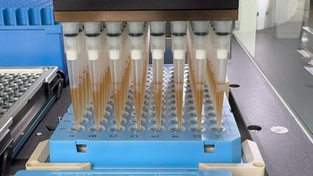 laboratory automated liquid handling system, robotic arm with multiple pipette tips above a tray of microtiter plates. technology in scientific research and testing. modern laboratory automation.