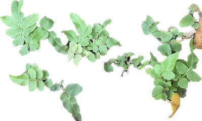 Baby, small fern plant isolated on white background