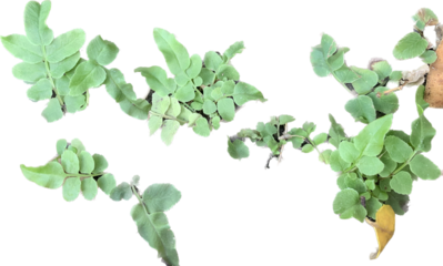 Baby, small fern plant isolated on white background