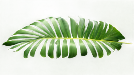 Tropical green palm leaf, isolated on transparent background