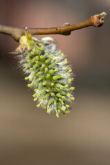 Yellow catkins Salix caprea blooming in spring