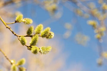 Yellow catkins Salix caprea blooming in spring