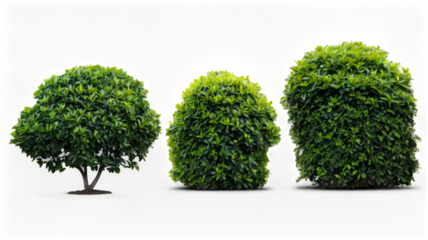 Set of lush garden bushes, isolated on transparent background.