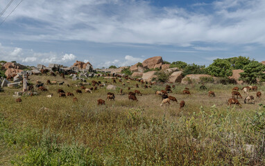 Hampi - ruins of a great empire in the heart of India