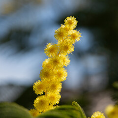yellow splendid mimosa on tree close-up, selective focus. spring background of white acacia flowers