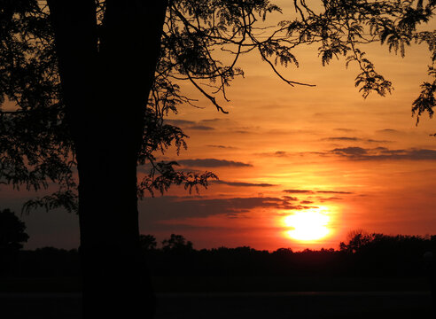 Trees silhouetted against an orange sunset.