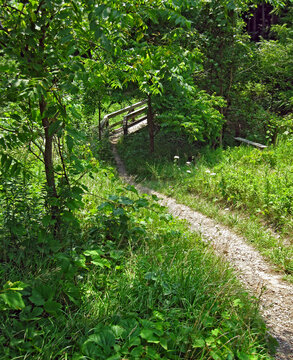 A country path leading to a wooden bridge and bench.