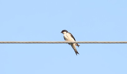 House martin on wire, Delichon urbicum, birds of Montenegro