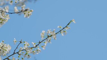 Insect honey bee pollinates. Flowers In Bloom. Beautiful Gorgeous Cherry Tree. Flowering Tree In Forest.