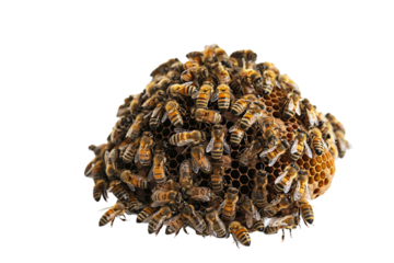 Honeycomb Full of Bees Isolated on Transparent Background