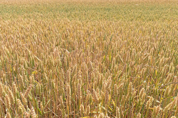 Wheat field waiting for harvest day