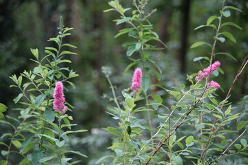 Flowers of a Spiraea shrub