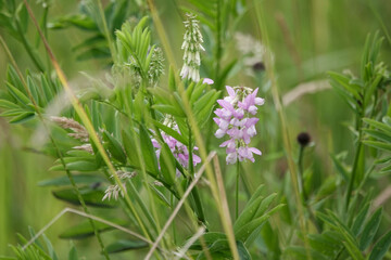 Flowers of Goat's-rue (Galega officinalis)