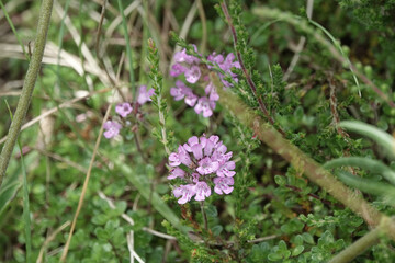 Flowers of Wild Thyme (Thymus polytrichus)